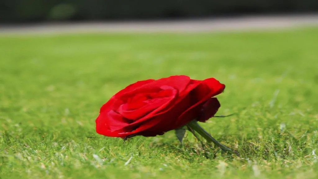 Tekst piosenki czekam na wiatr co rozgoni – analiza emocji i znaczenia